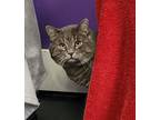 Grayden, Domestic Shorthair For Adoption In Erin, Ontario