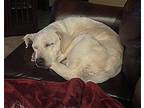 Jules, Labrador Retriever For Adoption In Winter Park, Colorado