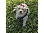 Bianka, Schnauzer (miniature) For Adoption In Fallbrook, California