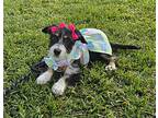 Stefany, Schnauzer (miniature) For Adoption In Fallbrook, California