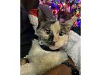 Holly, Siamese For Adoption In Seal Beach, California