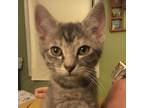 Cirrus, Domestic Shorthair For Adoption In Wheaton, Illinois