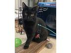 Ollie, Domestic Shorthair For Adoption In Santa Rosa, California