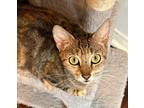 Eris, Domestic Shorthair For Adoption In Encinitas, California