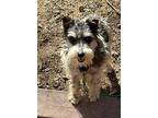 Dumpling, Schnauzer (miniature) For Adoption In Grand Rapids, Michigan