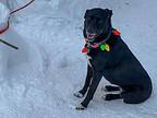 Lulu - Sweet Lab, Labrador Retriever For Adoption In Boulder, Colorado