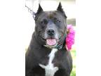 Franny, American Pit Bull Terrier For Adoption In Sanger, California