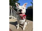 Zoey, American Pit Bull Terrier For Adoption In Sanger, California