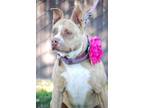 Fina , American Pit Bull Terrier For Adoption In Sanger, California