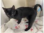 Hope, Domestic Shorthair For Adoption In Spring Lake, New Jersey