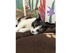 Kalli Koi, Domestic Shorthair For Adoption In Honolulu, Hawaii