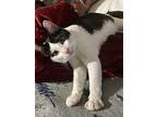 Eddie, Domestic Shorthair For Adoption In New York, New York