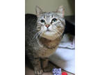 Kerrill, Domestic Shorthair For Adoption In Chicago, Illinois