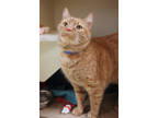 Puma, Domestic Shorthair For Adoption In Chicago, Illinois