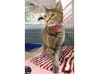 Marianne, Domestic Shorthair For Adoption In Chicago, Illinois
