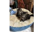 Greta, Domestic Mediumhair For Adoption In Napa, California