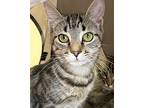 Sequoia, Domestic Shorthair For Adoption In Northwood, New Hampshire