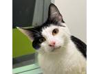 Fuzz, Domestic Shorthair For Adoption In San Francisco, California