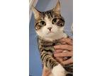 Gnocchi, Domestic Shorthair For Adoption In Patchogue, New York