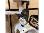 Indy, Domestic Shorthair For Adoption In Rowlett, Texas