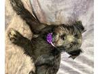 Evie, Terrier (unknown Type, Small) For Adoption In Lodi, California