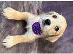 Piper, Terrier (unknown Type, Small) For Adoption In Lodi, California