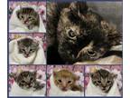 Dalia, Domestic Shorthair For Adoption In Carrollton, Texas