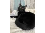 Percy, Domestic Shorthair For Adoption In Oklahoma City, Oklahoma