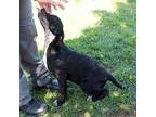 Jimmy Weimaraner Puppy Male