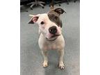 Clara Bow, American Pit Bull Terrier For Adoption In Richmond, Virginia