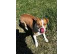 Sandy Mixed Breed (Medium) Adult Female