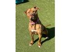 Delilah, American Pit Bull Terrier For Adoption In Twinsburg, Ohio