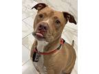 Sugar Ark, American Staffordshire Terrier For Adoption In Provo, Utah