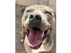 Bluey Ark, American Pit Bull Terrier For Adoption In Provo, Utah