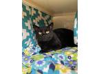 Parking Lot, Domestic Shorthair For Adoption In Duluth, Minnesota