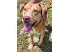Larry, American Pit Bull Terrier For Adoption In Owensboro, Kentucky