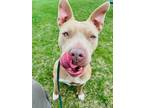 Ari American Pit Bull Terrier Adult Female