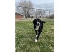 Comfort Border Collie Adult Female