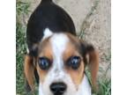 Pocket beagle