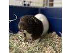 Mr. Chubbs, Guinea Pig For Adoption In Philadelphia, Pennsylvania