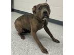 Pax, American Staffordshire Terrier For Adoption In Caldwell, Idaho