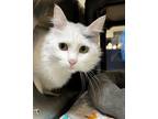 Luna, Domestic Shorthair For Adoption In Grapevine, Texas