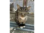 Boston, Domestic Shorthair For Adoption In Fresno, California