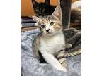 Zabu, Domestic Shorthair For Adoption In Fresno, California