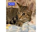 Punda Domestic Shorthair Kitten Male