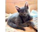 Melo, Domestic Shorthair For Adoption In Washington, District Of Columbia