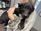 Radar, Labrador Retriever For Adoption In Opelousas, Louisiana