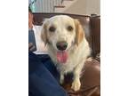 Maggie Mae, Golden Retriever For Adoption In Waxhaw, North Carolina