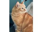 Melon16, Domestic Shorthair For Adoption In Youngsville, North Carolina