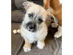 Kirby (luna Pup), Border Terrier For Adoption In Fort Myers, Florida